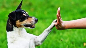 use_dog_whisperer_tricks_to_get_dog_stop_chewing_your_shoes1-300x169